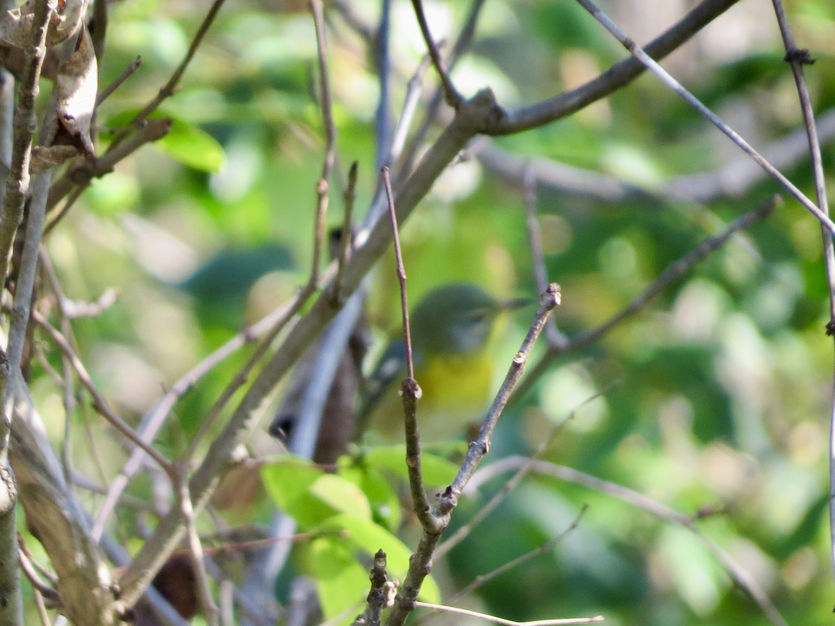 Northern Parula - ML643457575