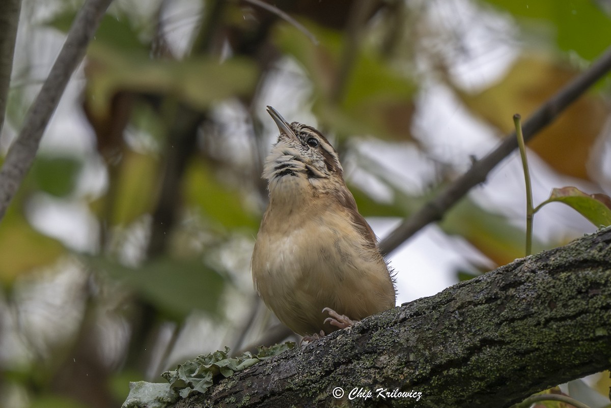 Carolina Wren - ML643457588