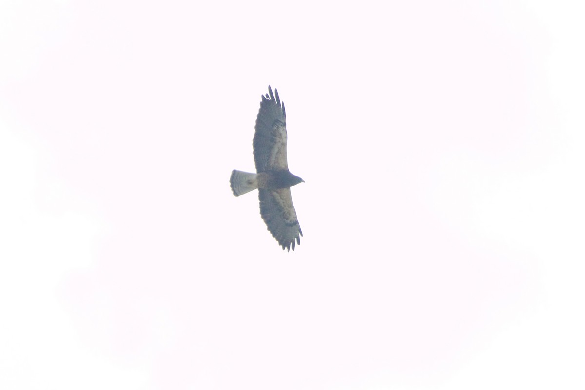 Swainson's Hawk - ML643457604