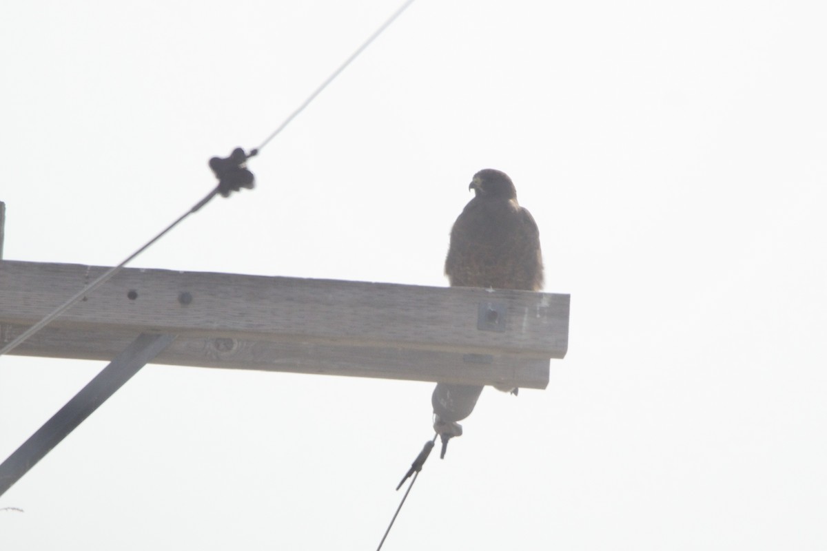 Swainson's Hawk - ML643457605