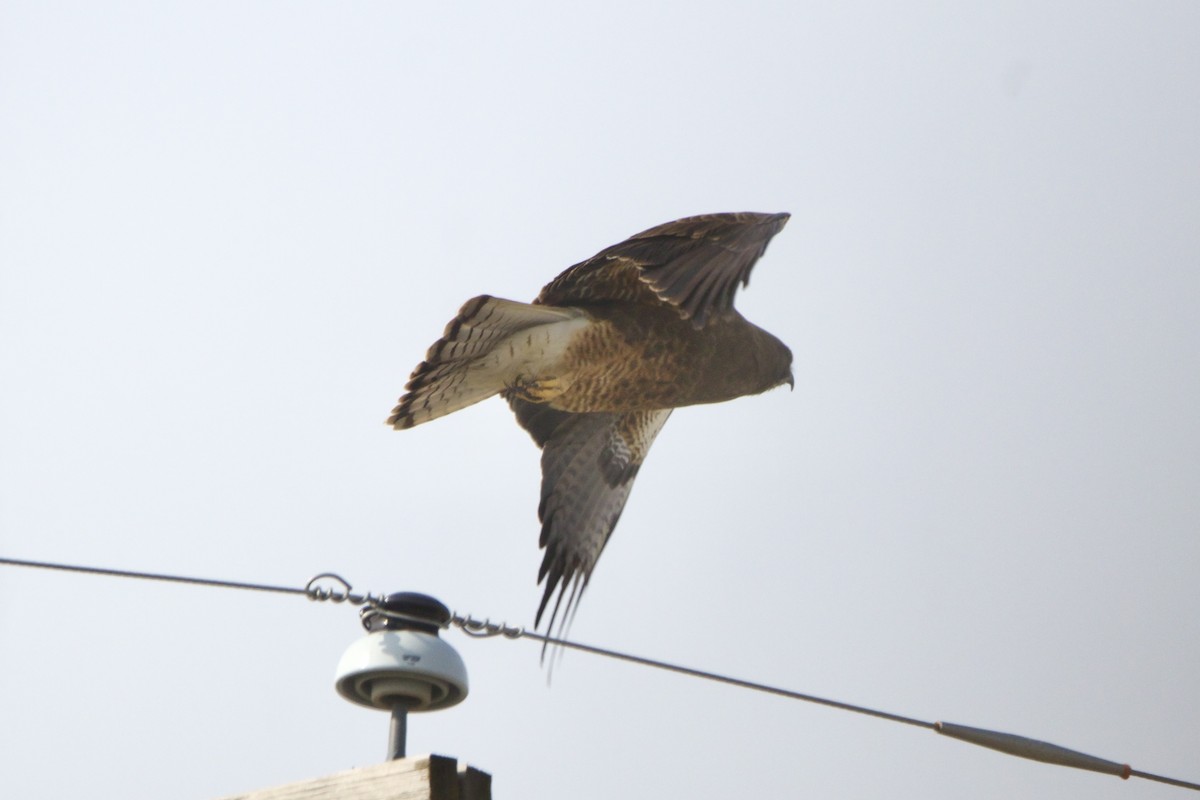 Swainson's Hawk - ML643457606
