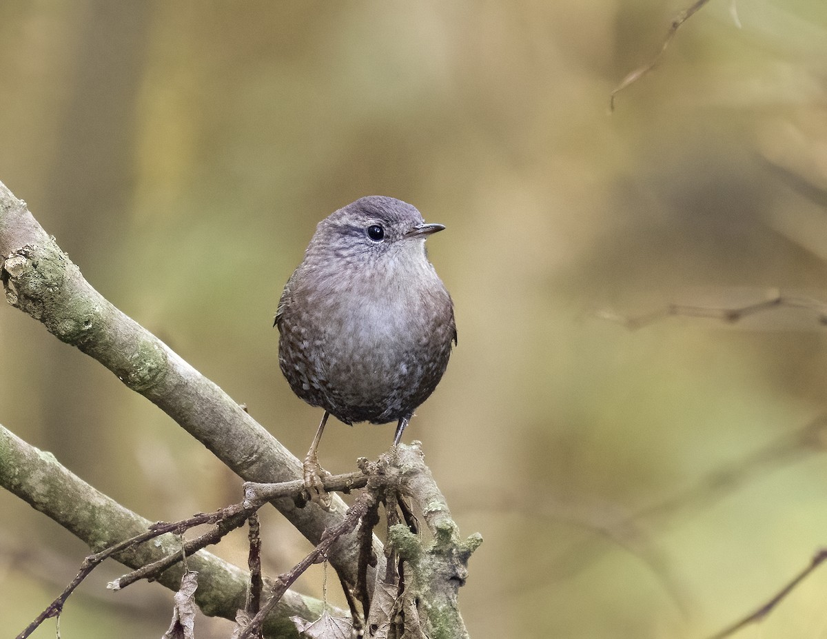 Winter Wren - ML643457611