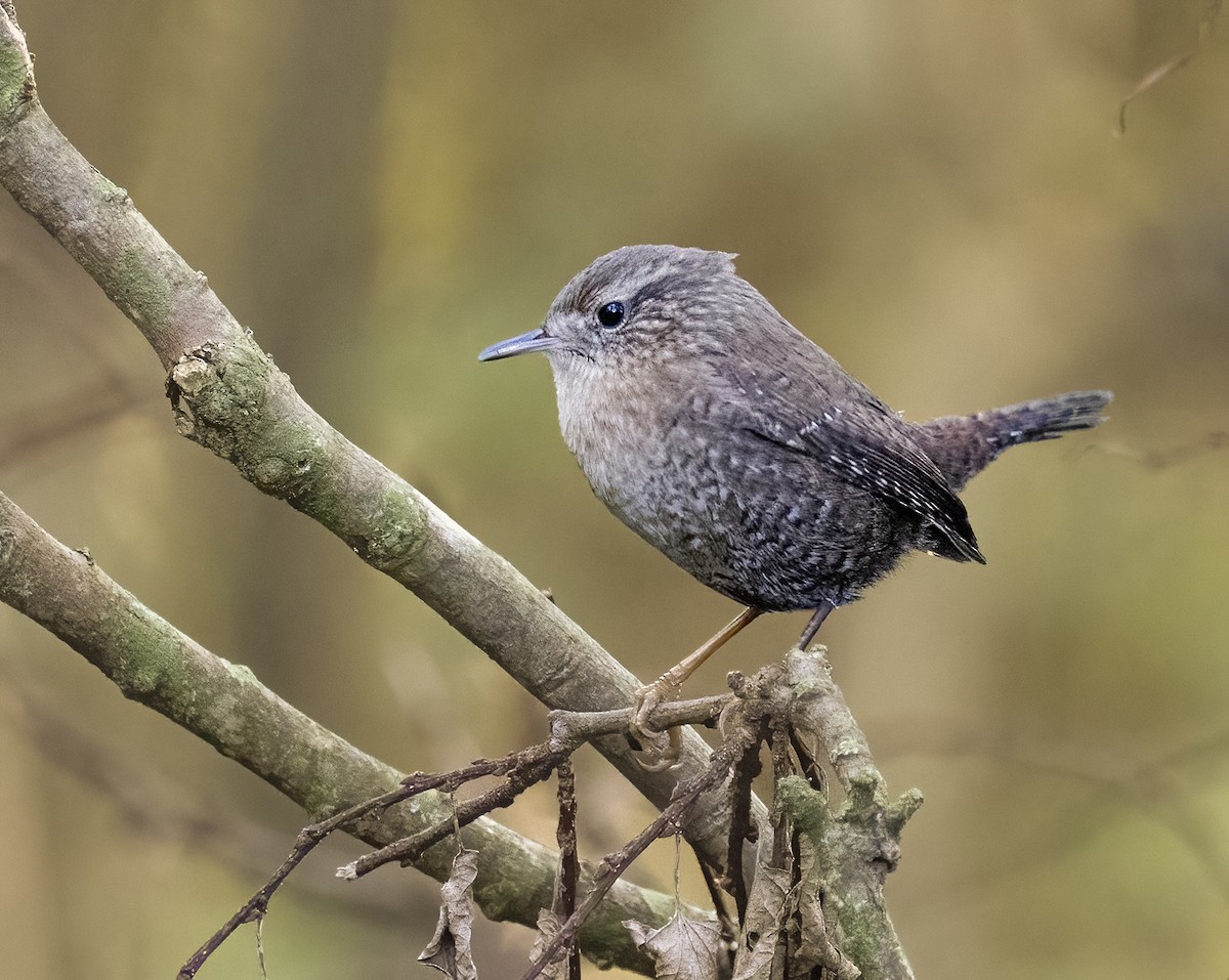 Winter Wren - ML643457612