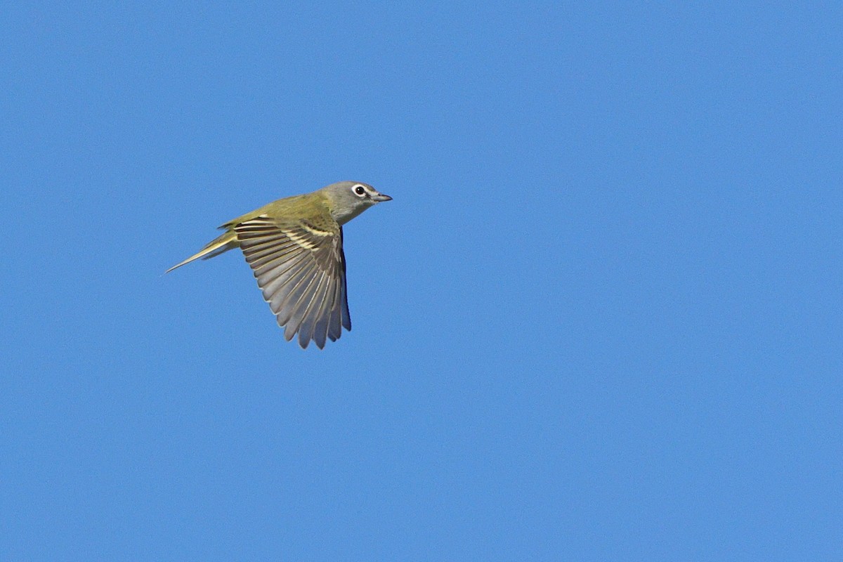 Blue-headed Vireo - ML643457627