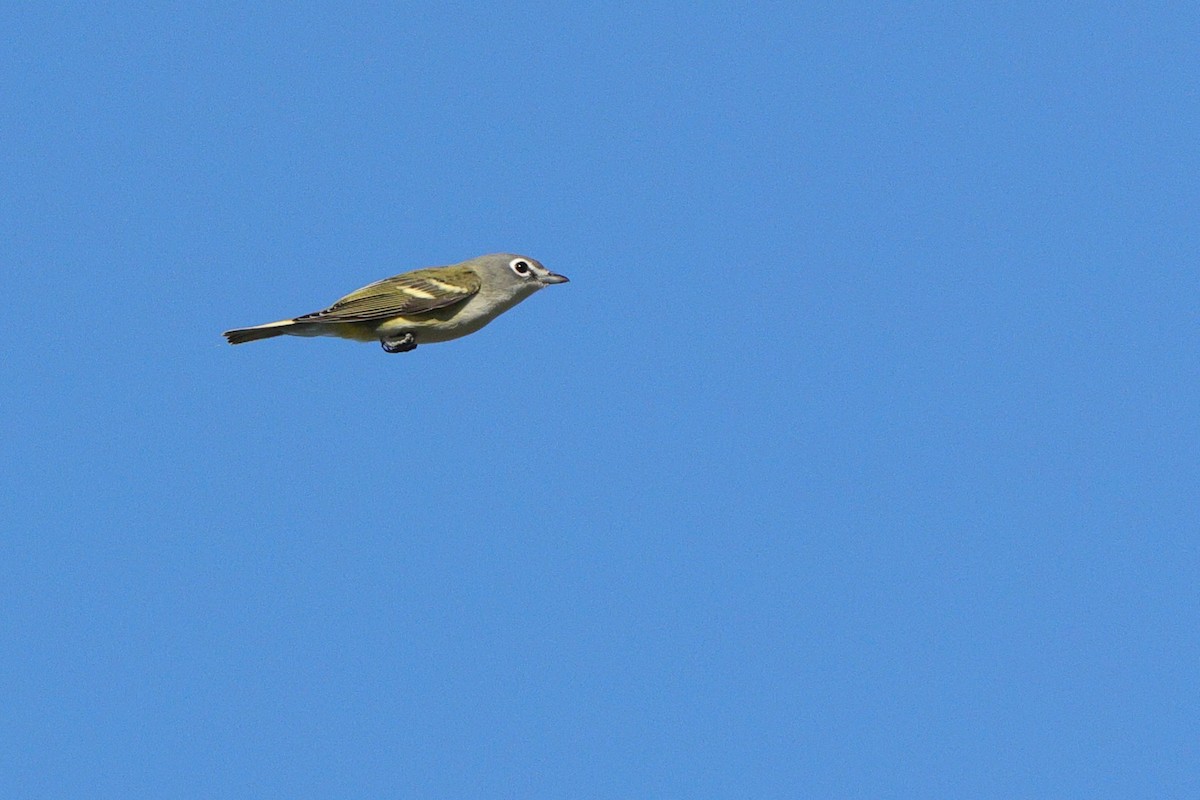Blue-headed Vireo - ML643457629
