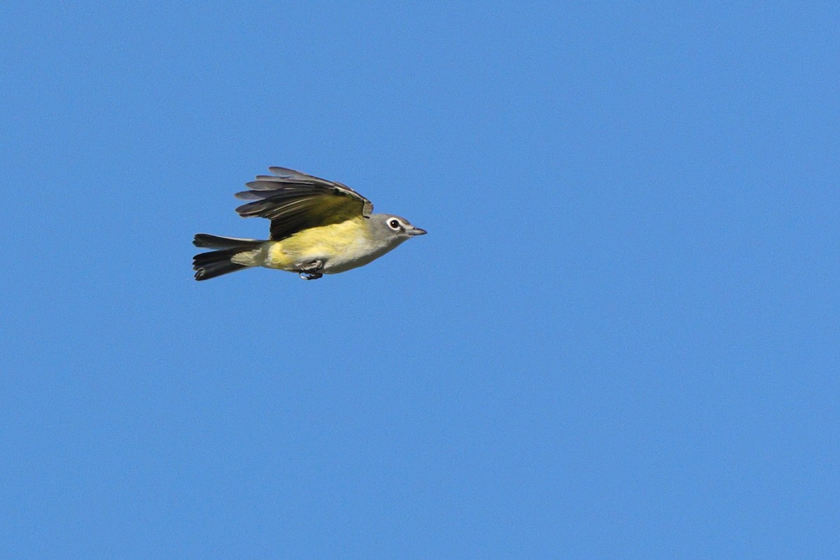 Blue-headed Vireo - ML643457630
