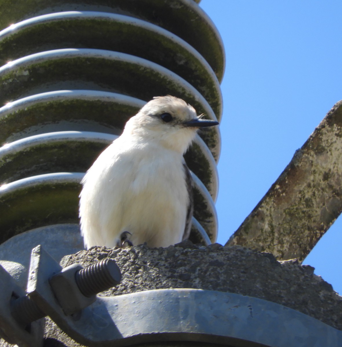 White-rumped Monjita - ML643457639