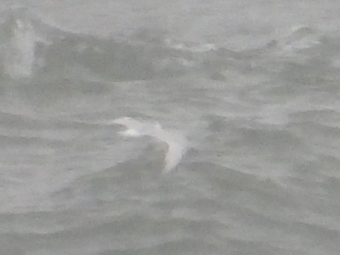 Black-legged Kittiwake - ML643457645