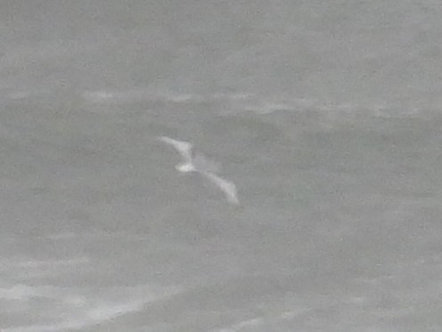 Black-legged Kittiwake - ML643457646