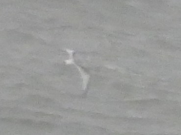 Black-legged Kittiwake - ML643457647