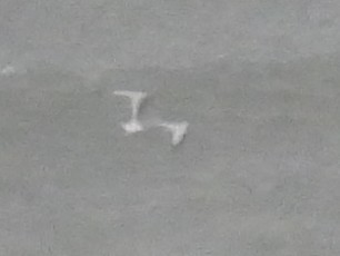 Black-legged Kittiwake - ML643457648