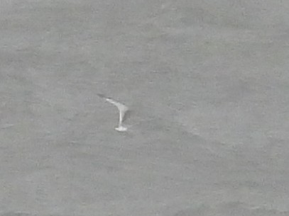 Black-legged Kittiwake - ML643457649