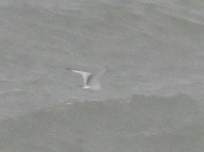 Black-legged Kittiwake - ML643457650