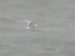 Black-legged Kittiwake - ML643457651