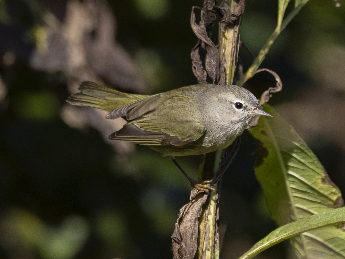 Orange-crowned Warbler - ML643457652