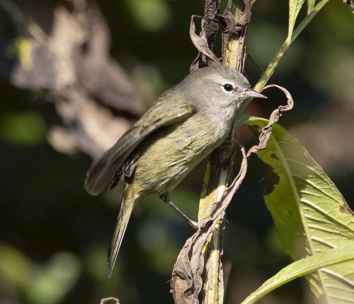 Orange-crowned Warbler - ML643457653