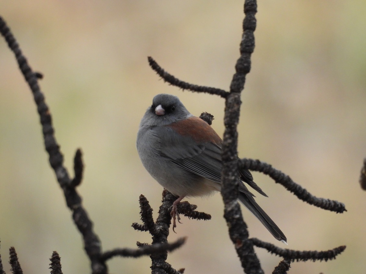 Dark-eyed Junco - ML643457663