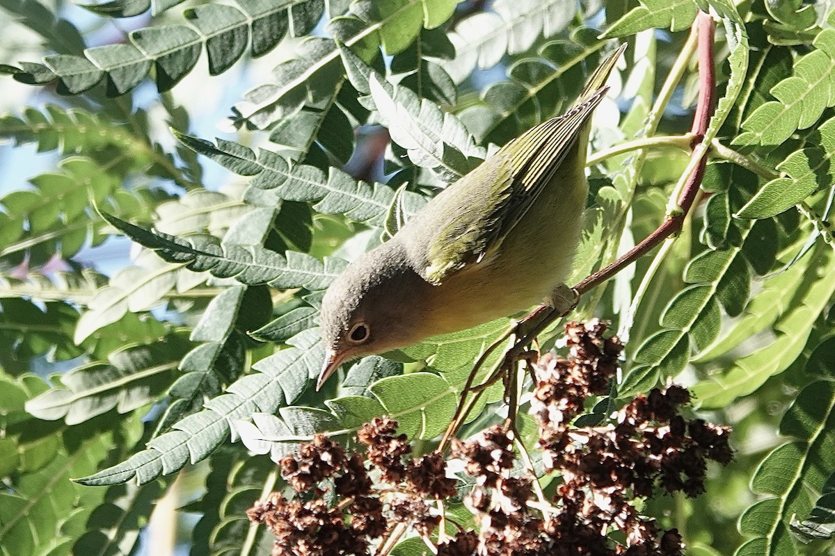 Nashville Warbler - ML643457664