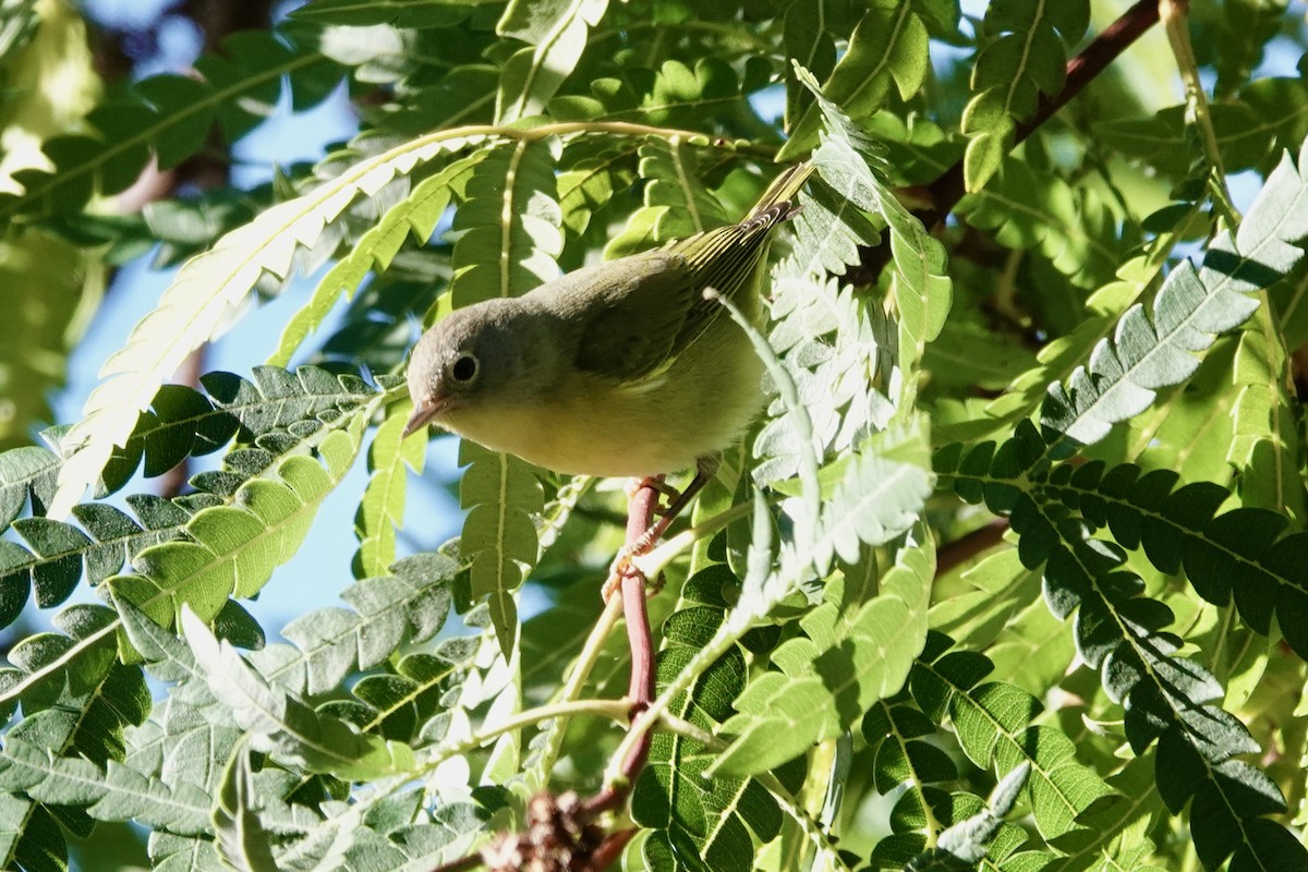 Nashville Warbler - ML643457665