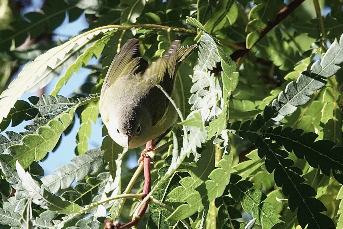Nashville Warbler - ML643457666