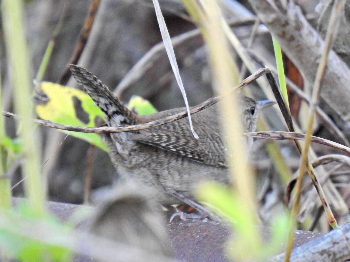 Northern House Wren - ML643457688