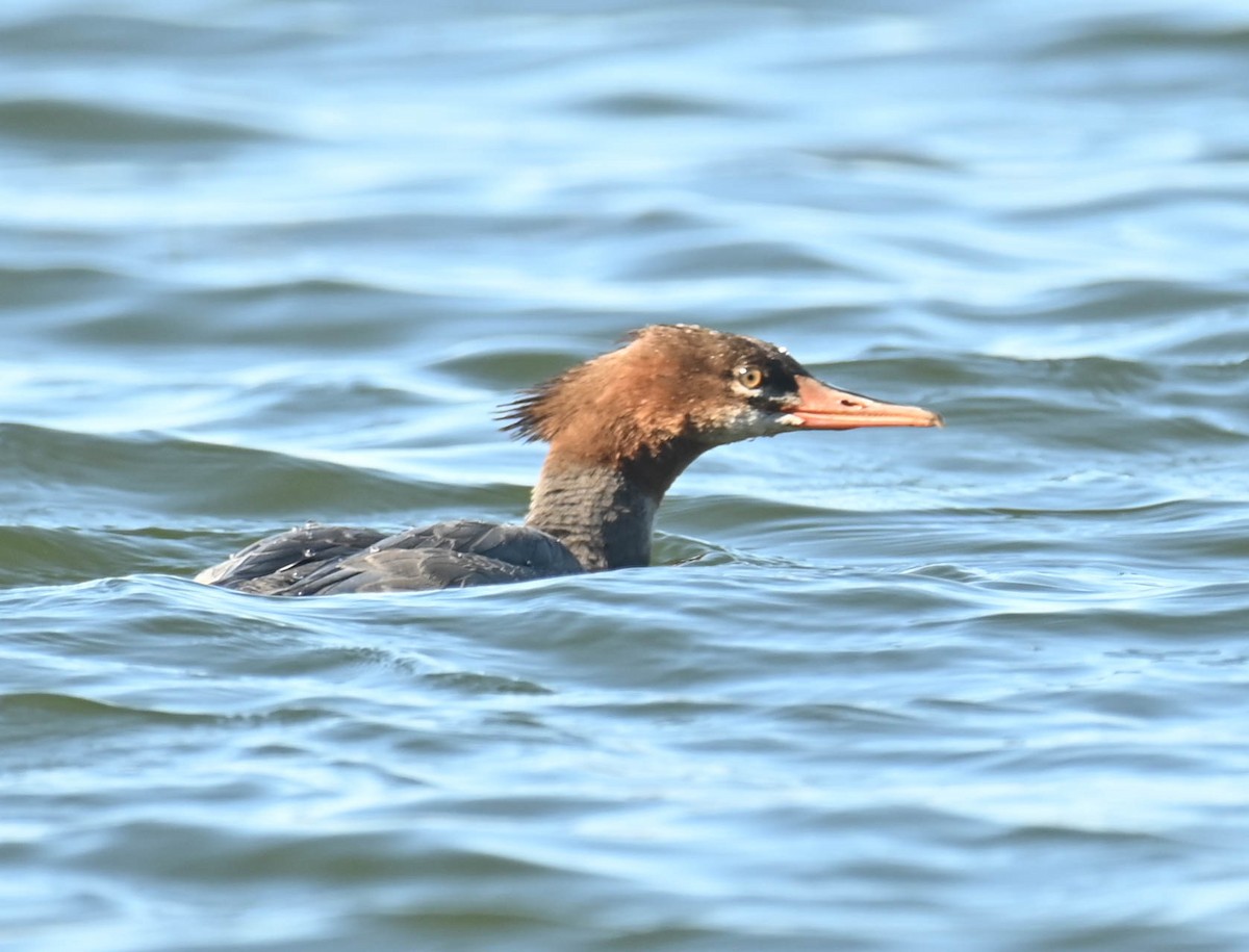 Common Merganser - ML643457698