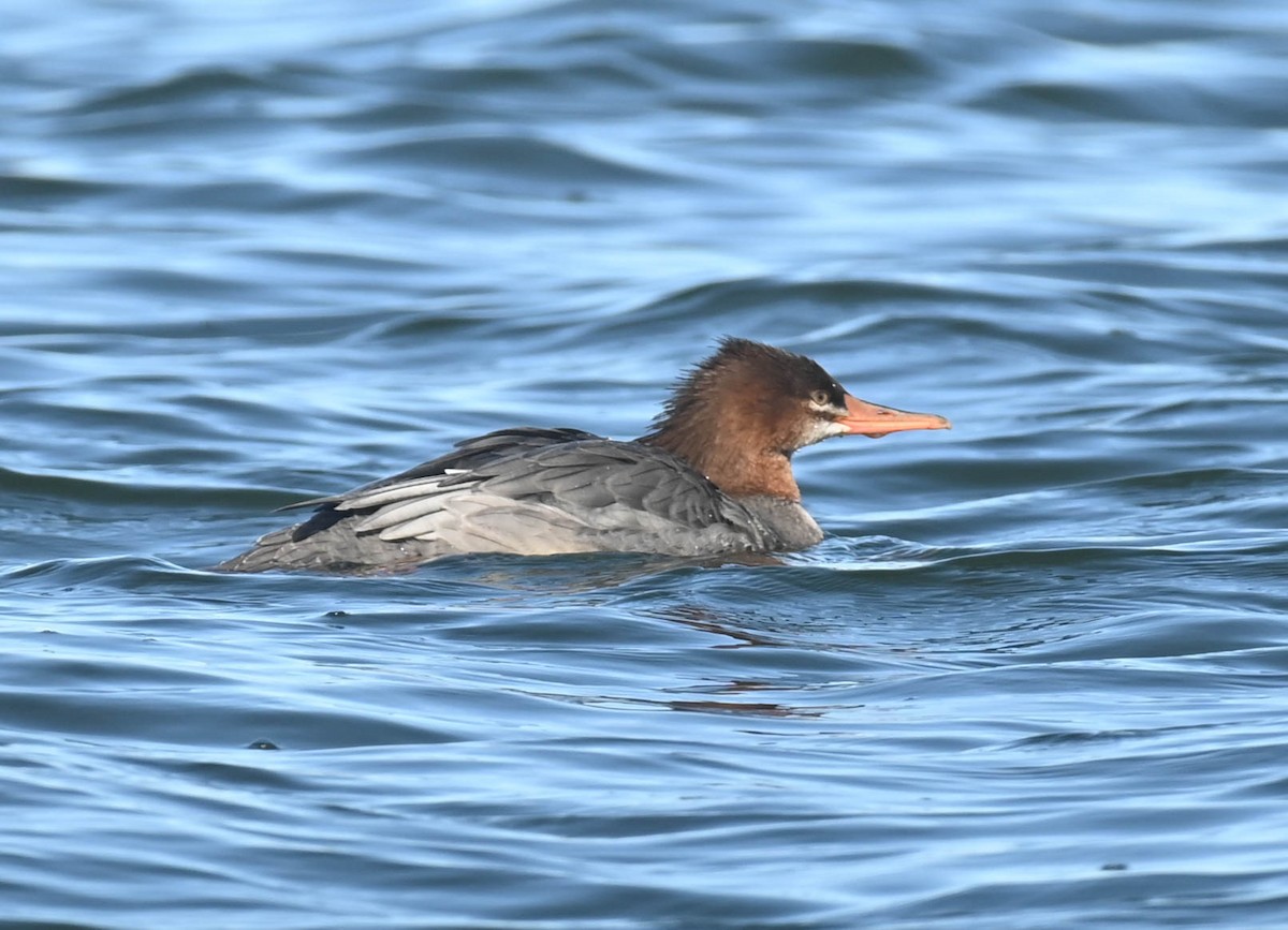 Common Merganser - ML643457699
