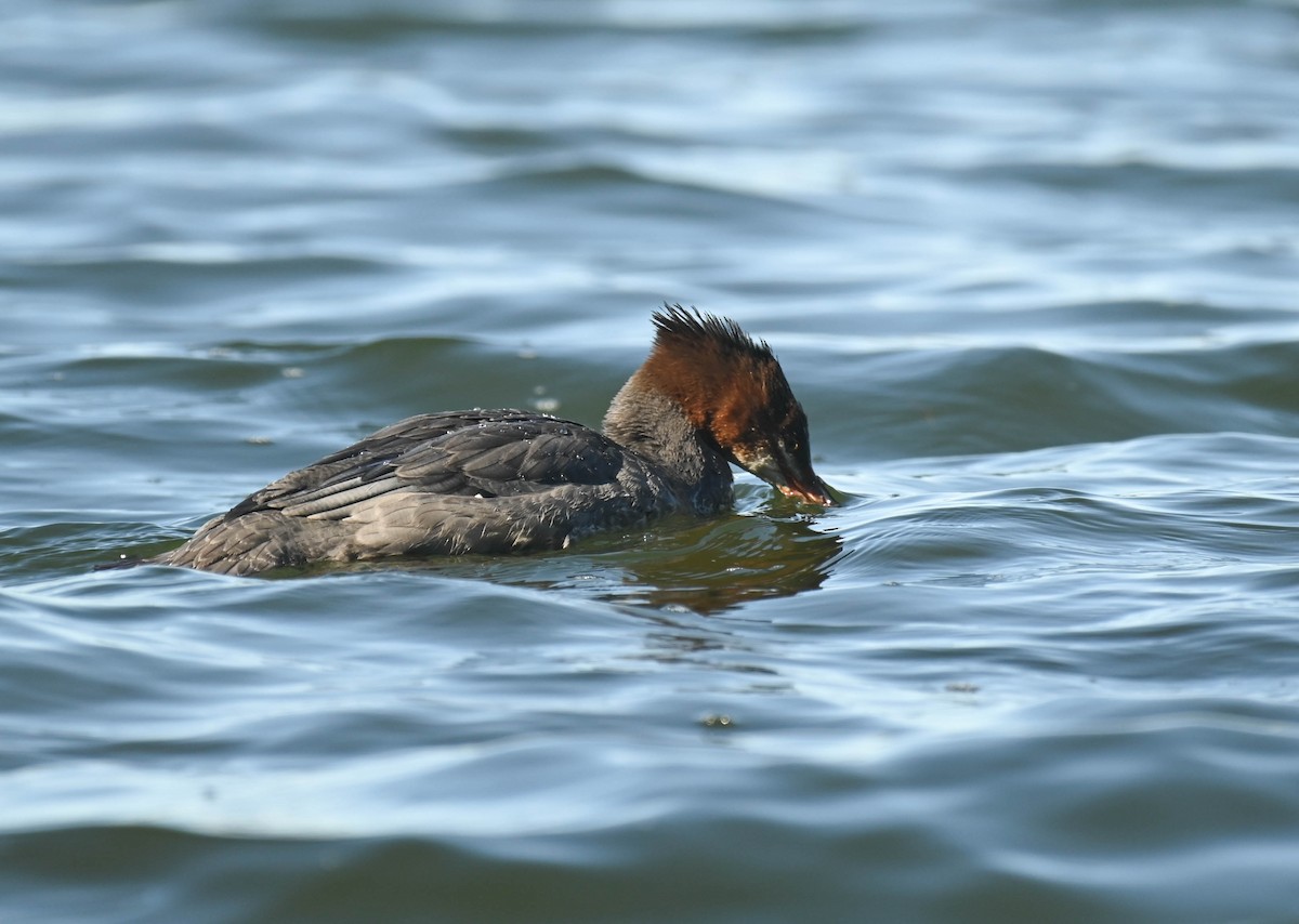 Common Merganser - ML643457700