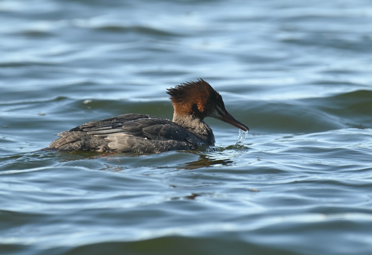 Common Merganser - ML643457702