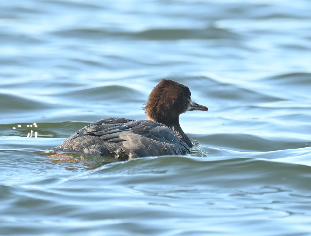 Common Merganser - ML643457703