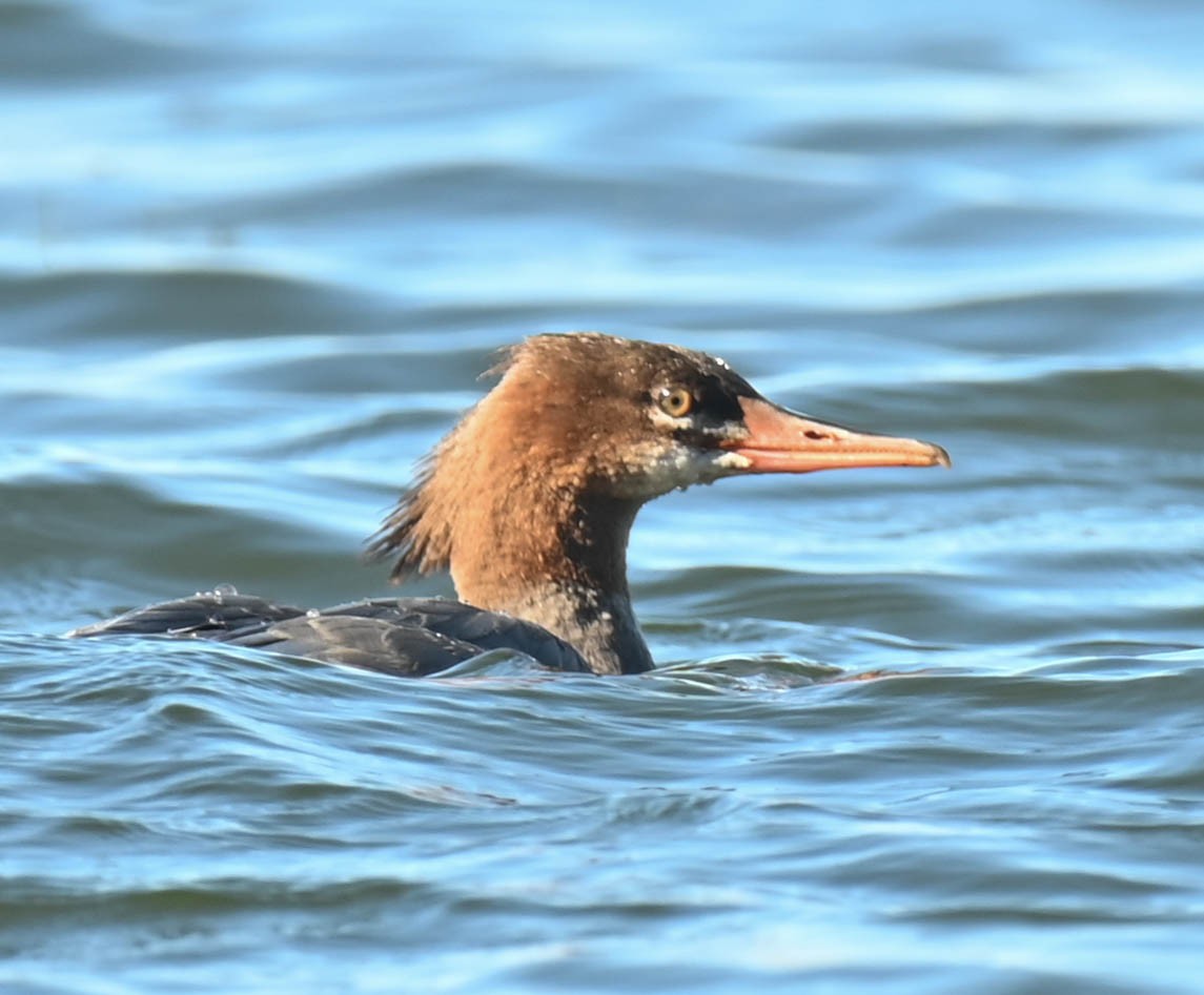 Common Merganser - ML643457704