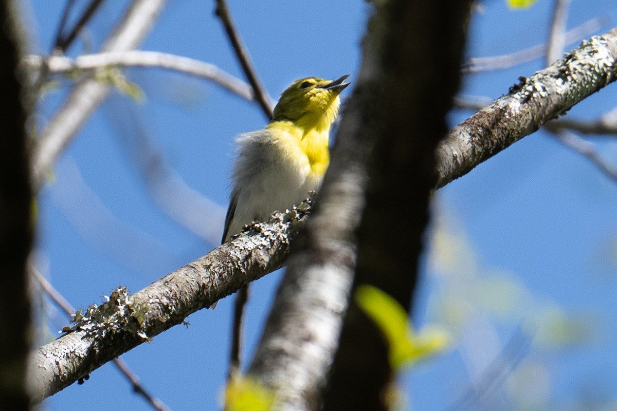 Sarı Gerdanlı Vireo - ML643457709