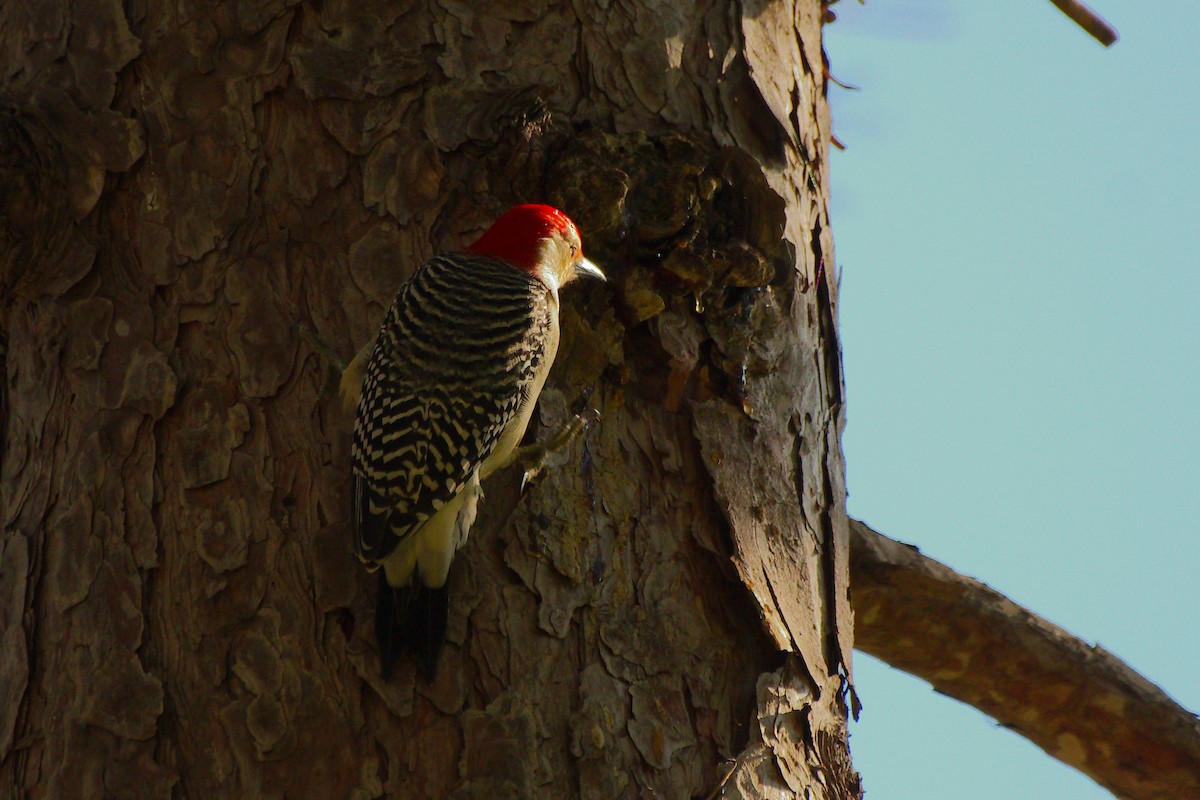 Red-bellied Woodpecker - ML643457722