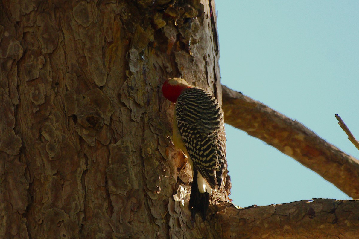 Red-bellied Woodpecker - ML643457723