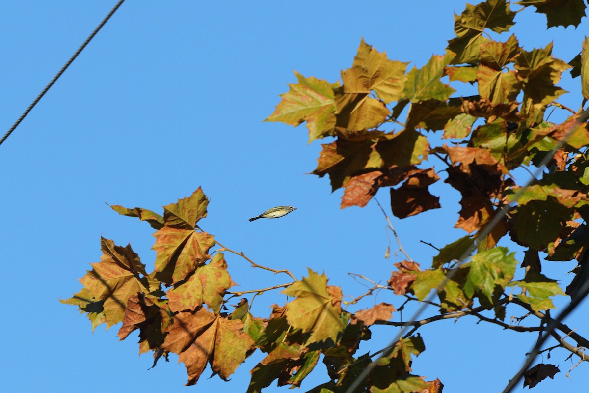 Blue-headed Vireo - ML643457725