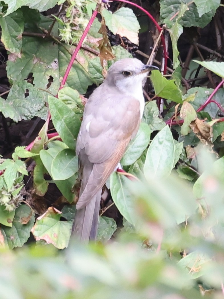 Cuclillo Piquigualdo - ML643457734