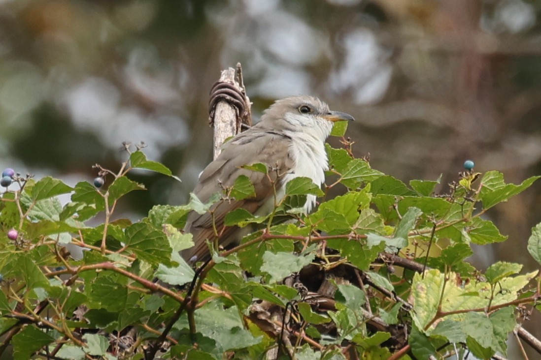 Cuclillo Piquigualdo - ML643457735