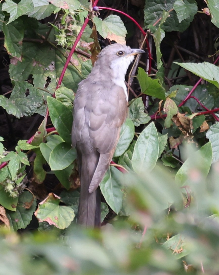 Cuclillo Piquigualdo - ML643457736