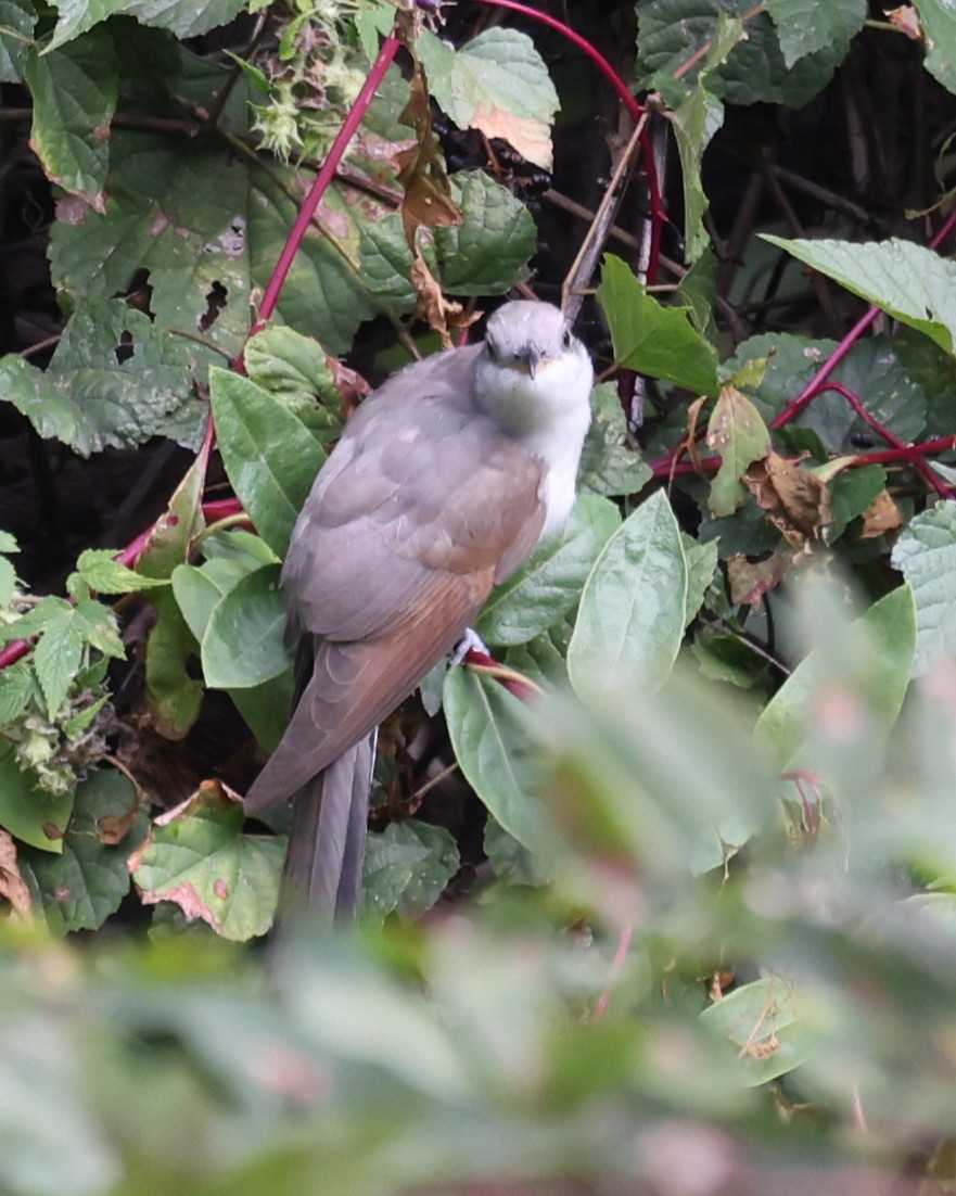 Cuclillo Piquigualdo - ML643457737
