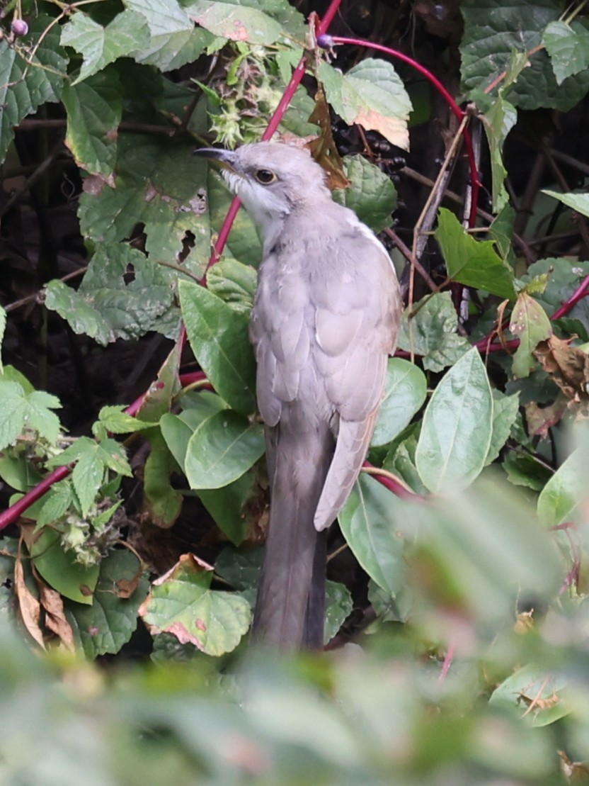 Cuclillo Piquigualdo - ML643457738