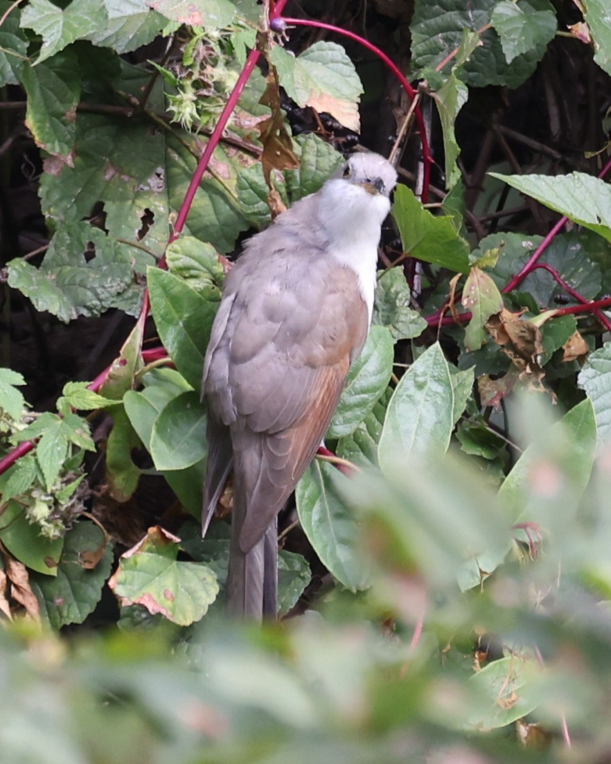 Cuclillo Piquigualdo - ML643457739