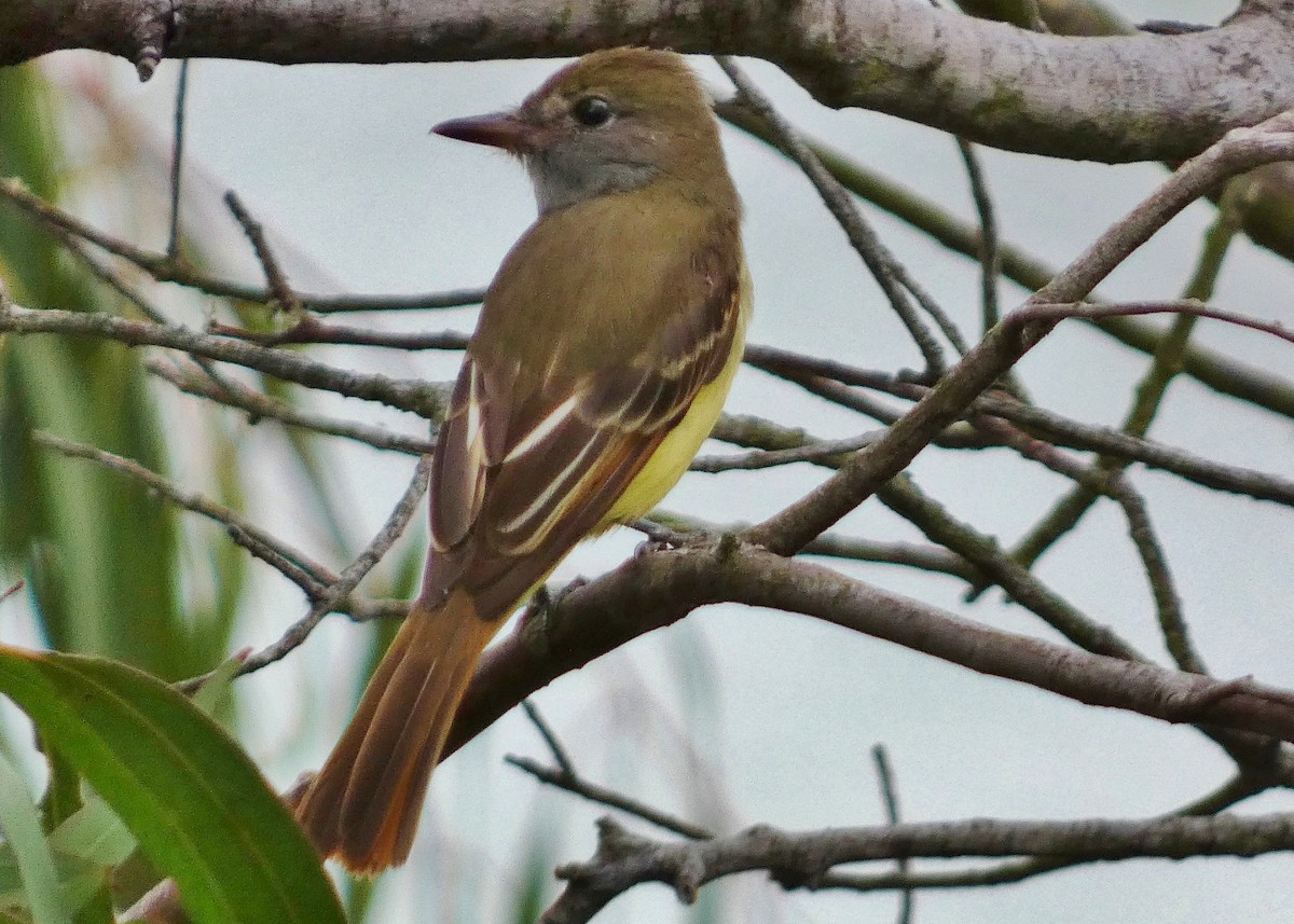 Great Crested Flycatcher - ML643457750