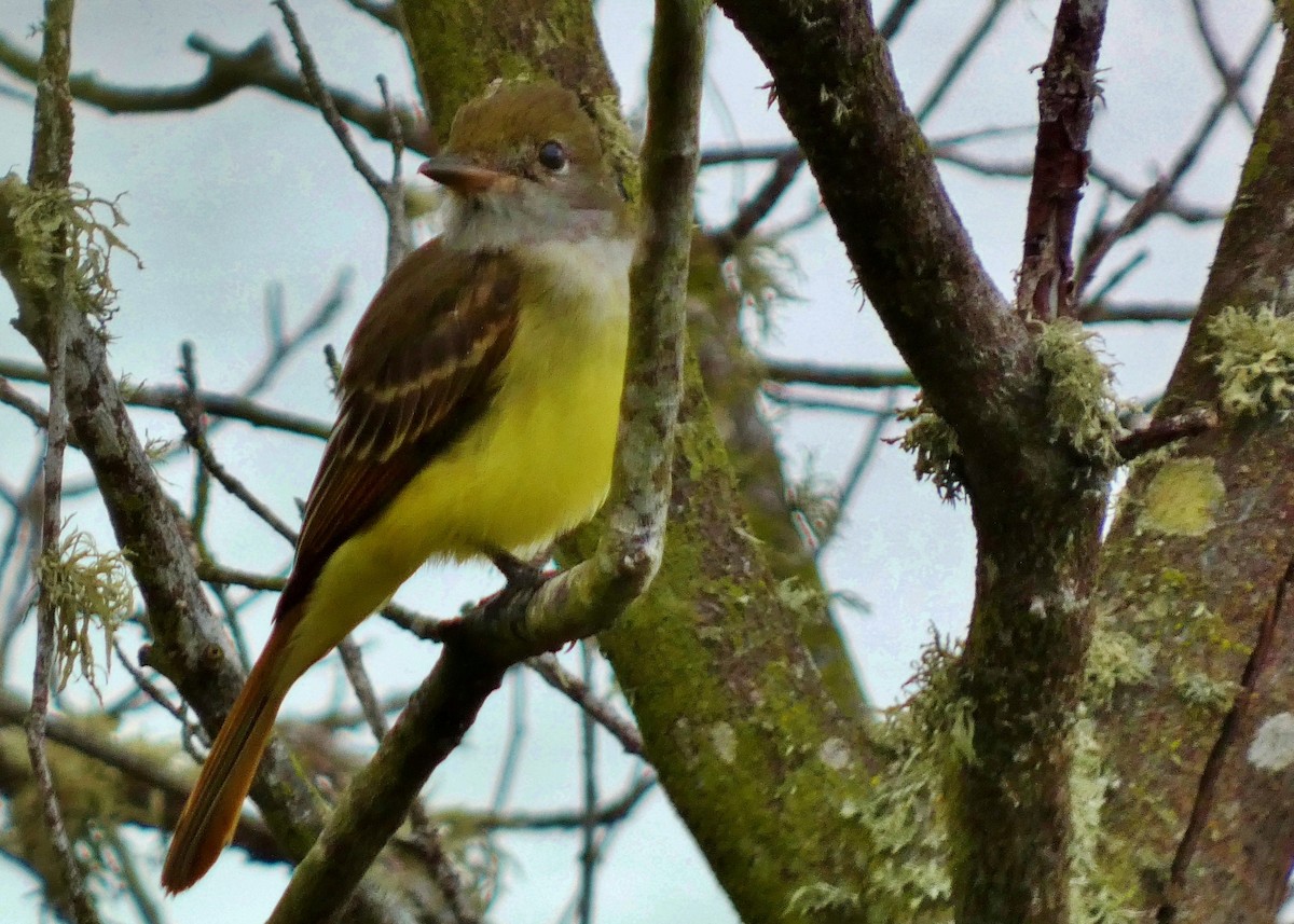 Great Crested Flycatcher - ML643457752