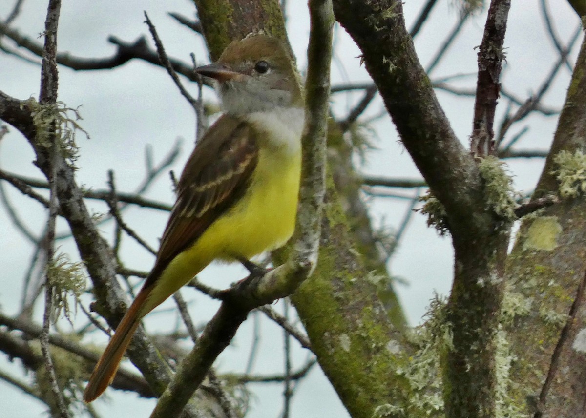 Great Crested Flycatcher - ML643457753