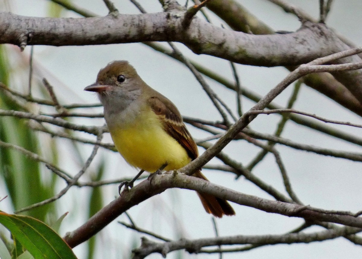 Great Crested Flycatcher - ML643457754