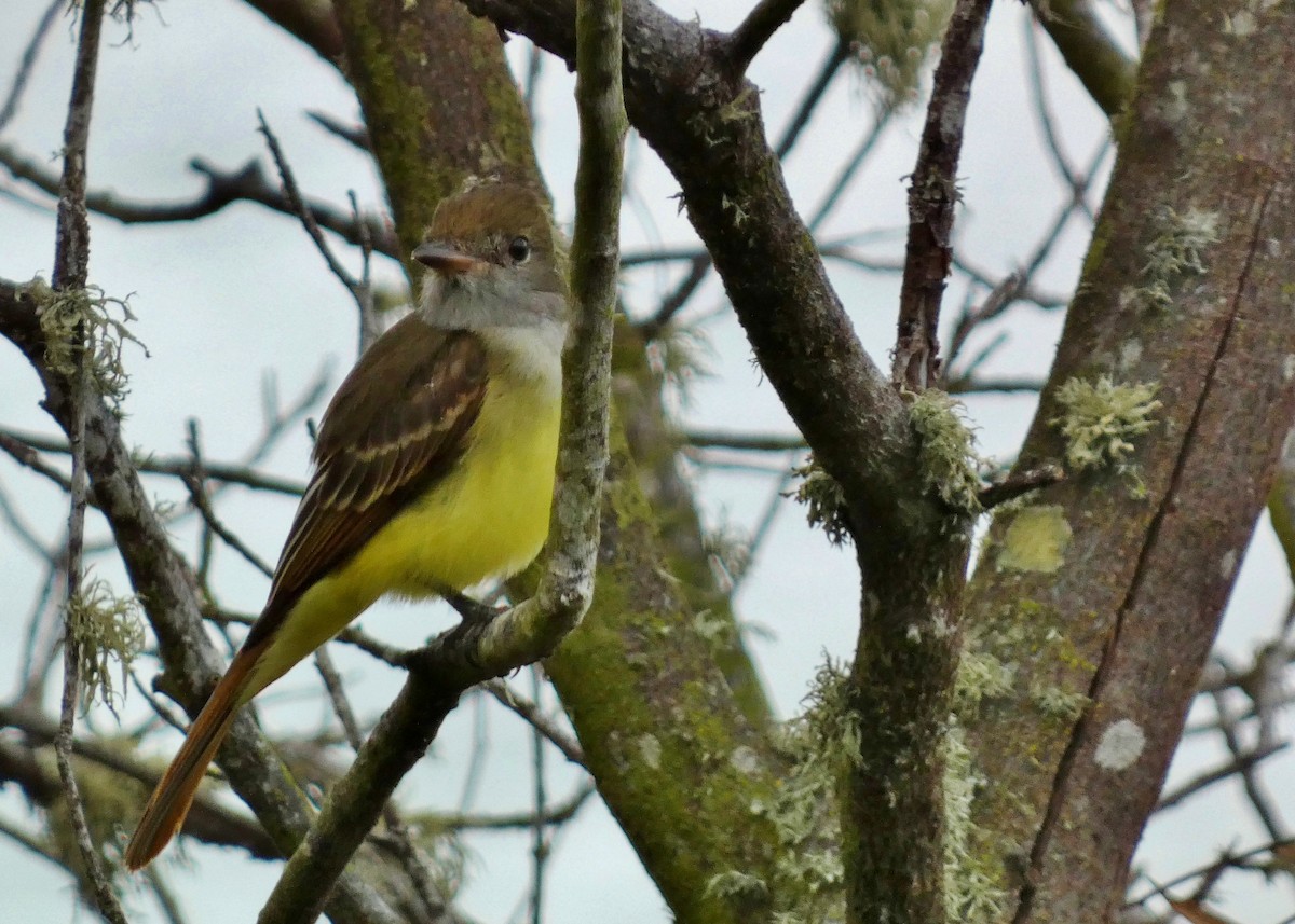 Great Crested Flycatcher - ML643457756