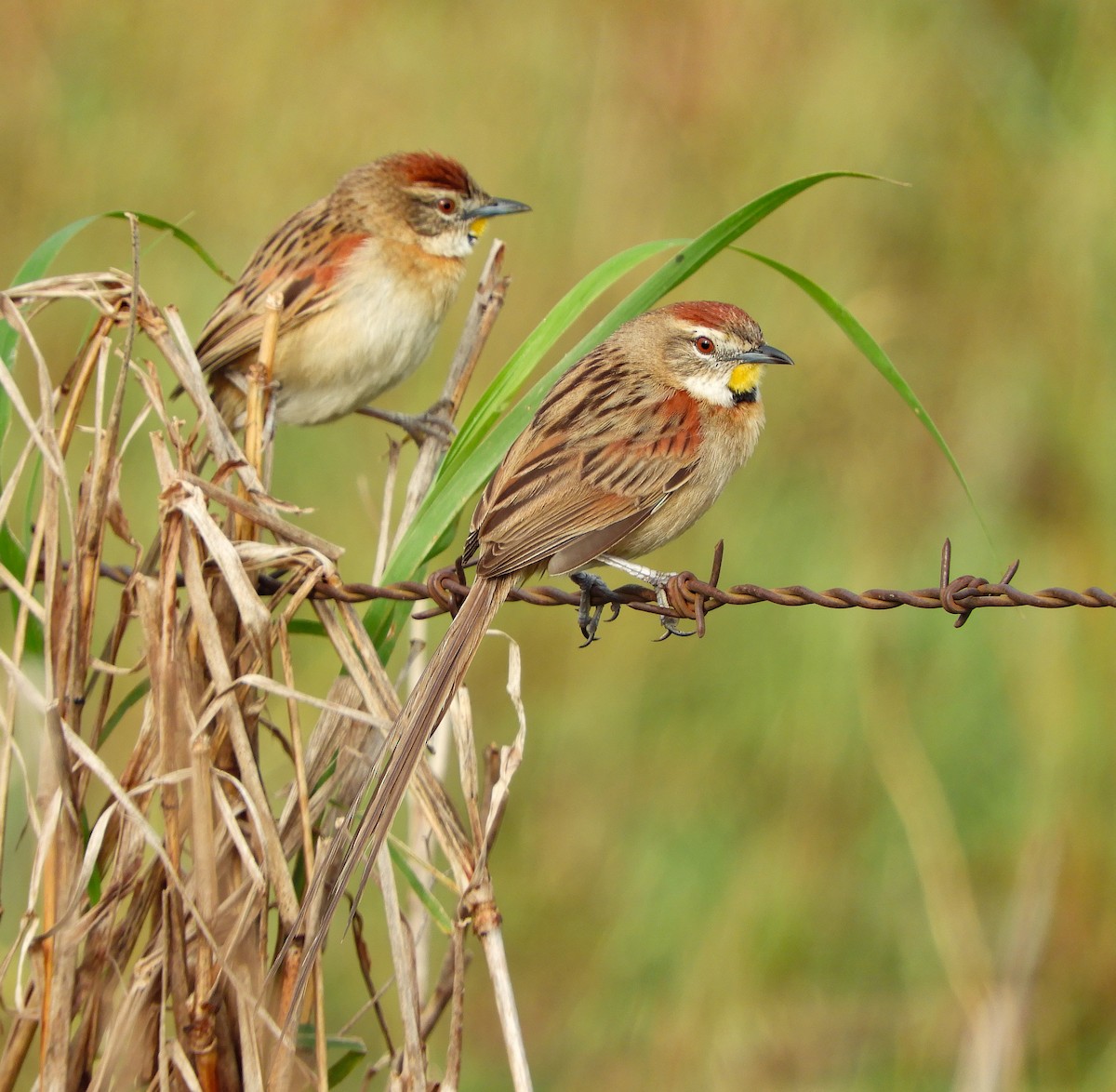 Chotoy Spinetail - ML643457757