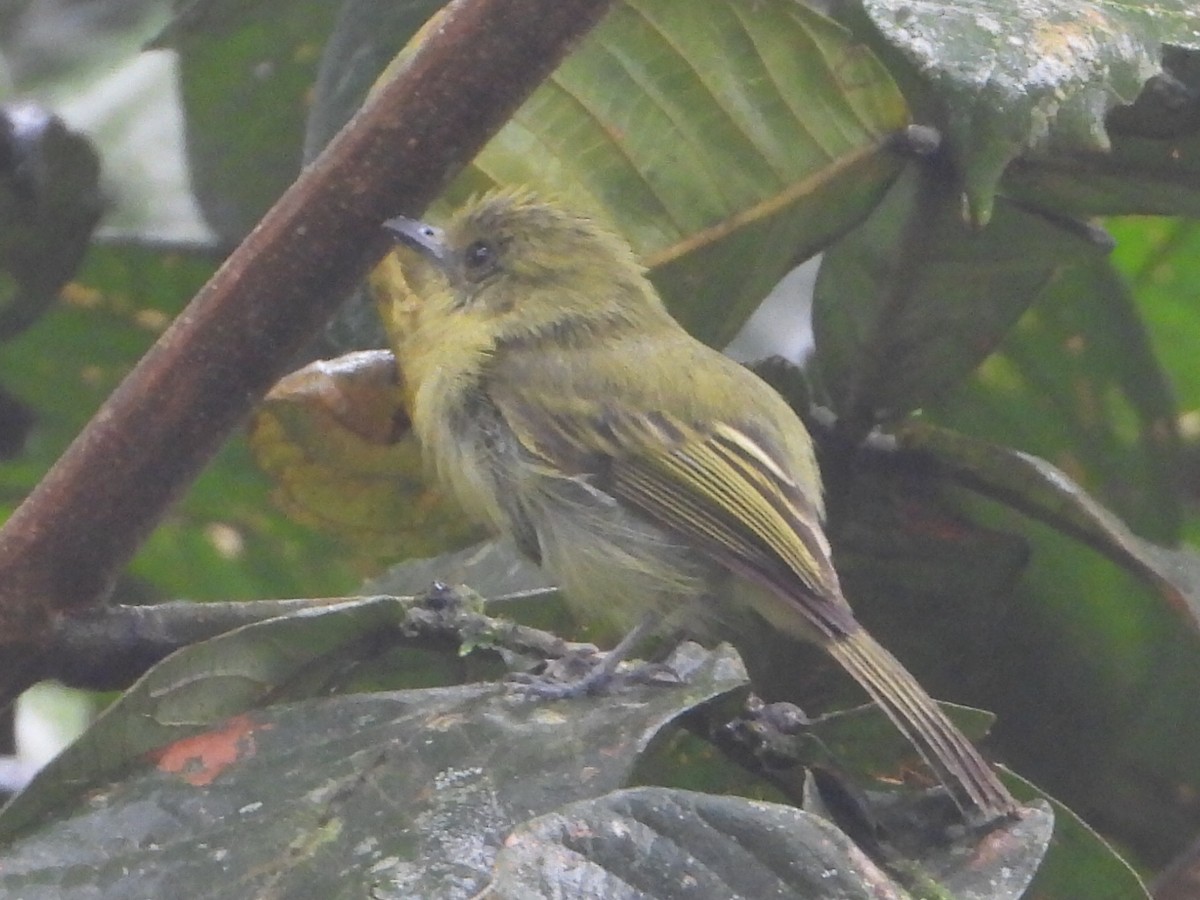 Olive-faced Flatbill - ML643457778