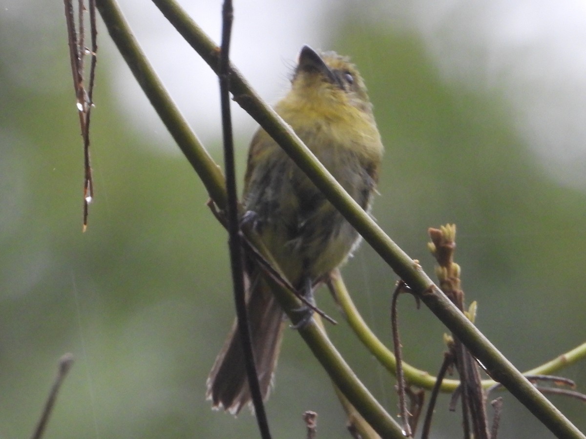 Olive-faced Flatbill - ML643457779