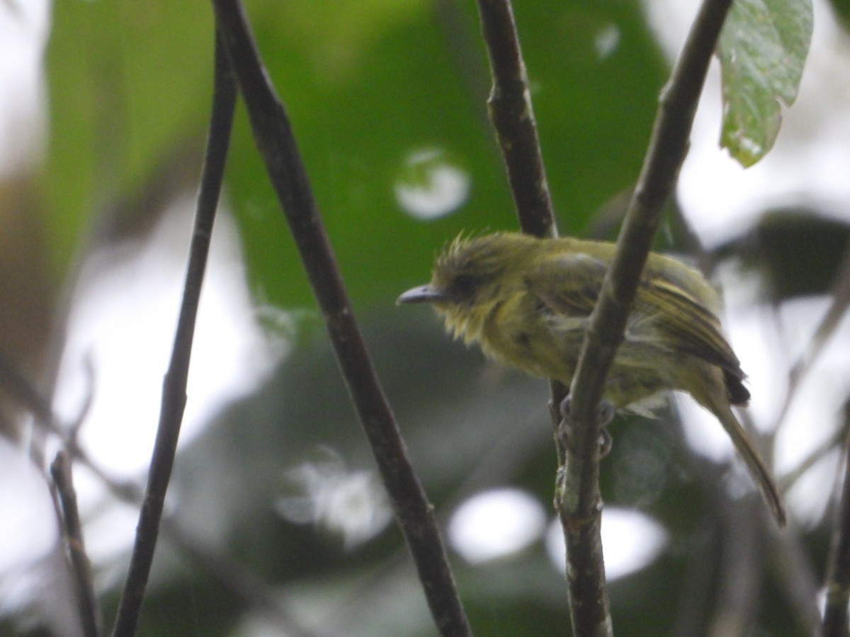Olive-faced Flatbill - ML643457780